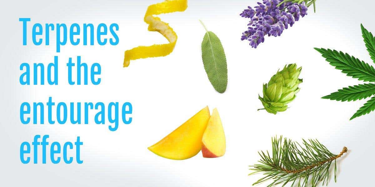 The benefits of terpenes on the entourage effect